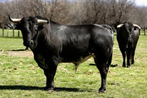 Bulls2
