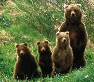 Bears