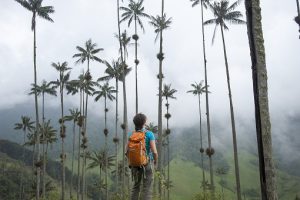 A hiker standing among Wax palms which are the highest in the world in the Cocora valley in Colombia