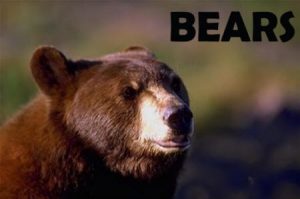 Bears9