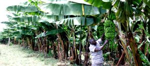 David Mutiso, a farmer in Mwala in Eastern Kenya tending to his bananas.