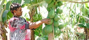 Josephine Kioko admires her pawpaws at the AfDB-funded Kabaa Irrigation project in Mwala, Eastern Kenya. The previously arid area has been transformed into lush green vegetation, thanks to support from the AfDB.