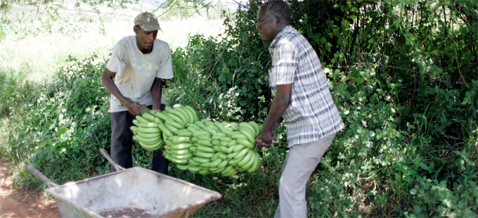 AfDB shares its long-term agenda for continental agriculture and agribusiness development at African Green Revolution Forum