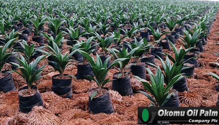 Okomu Oil Q4 2019 and Q1 2020 Results Review: Strong Start to the Year Despite Headwinds