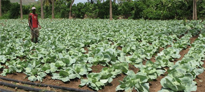 AfDB announces new youth training drive to promote agricultural industrialization