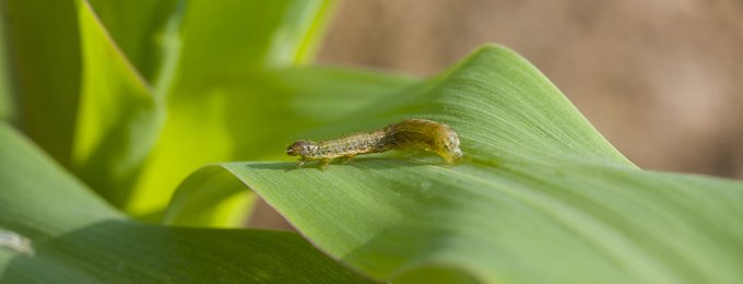 Three World Food Prize laureates call for global action to save African crops