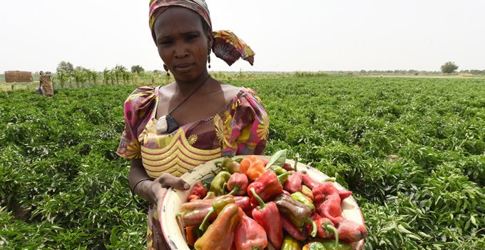 Adesina calls for immediate action over deepening crisis of global malnutrition