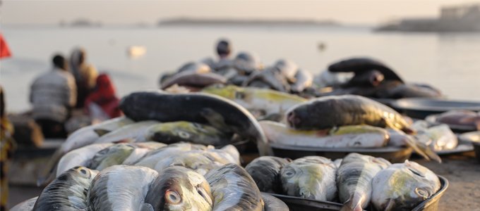 Four African States apply for Fisheries Transparency Initiative membership