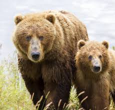 Bears Sustain Hold on Nigerian Equities Market, as Benchmark Index Shed -2.41%