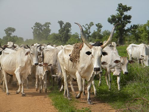 Herdsmen/Farmers Clashes: NEC Working Group Recommends Ranching in 5 States