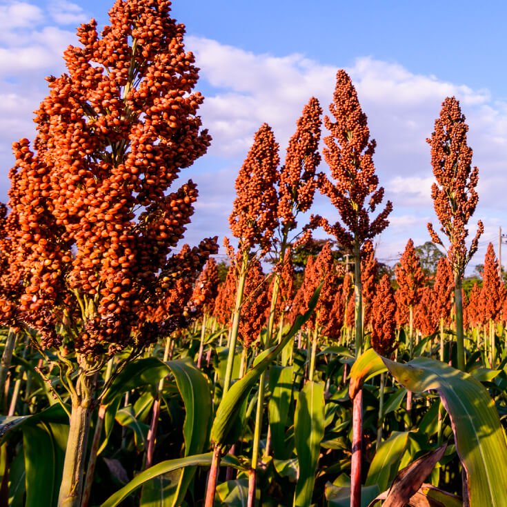 China imposes anti-dumping deposits on US sorghum