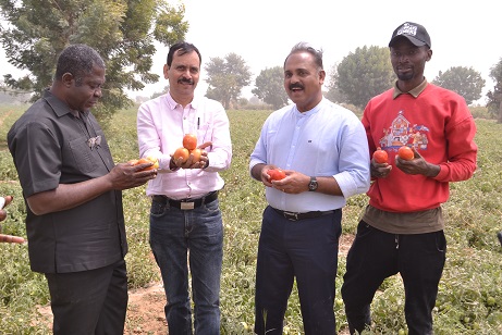 Olam Nigeria’s Pilot Farming Project To Boost Nigeria’s Tomato Value Chain
