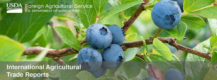Blueberries Around the Globe – Past, Present, and Future